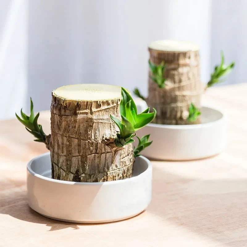 😌Lucky Brazil Wood Potted Plant🍀 Buy 1 Get 1 Free - Image 2