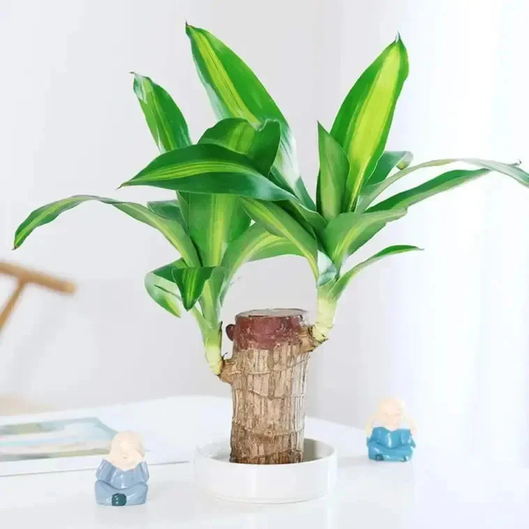 😌Lucky Brazil Wood Potted Plant🍀 Buy 1 Get 1 Free - Image 3
