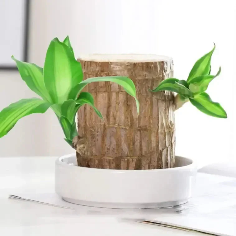 😌Lucky Brazil Wood Potted Plant🍀 Buy 1 Get 1 Free - Image 4