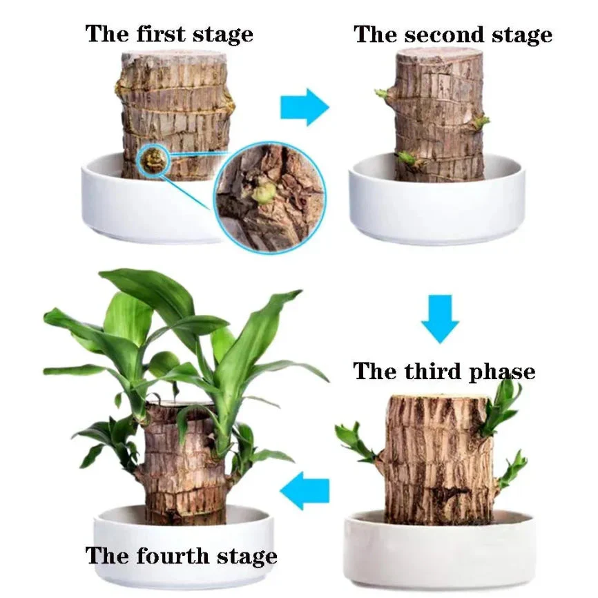 😌Lucky Brazil Wood Potted Plant🍀 Buy 1 Get 1 Free - Image 6