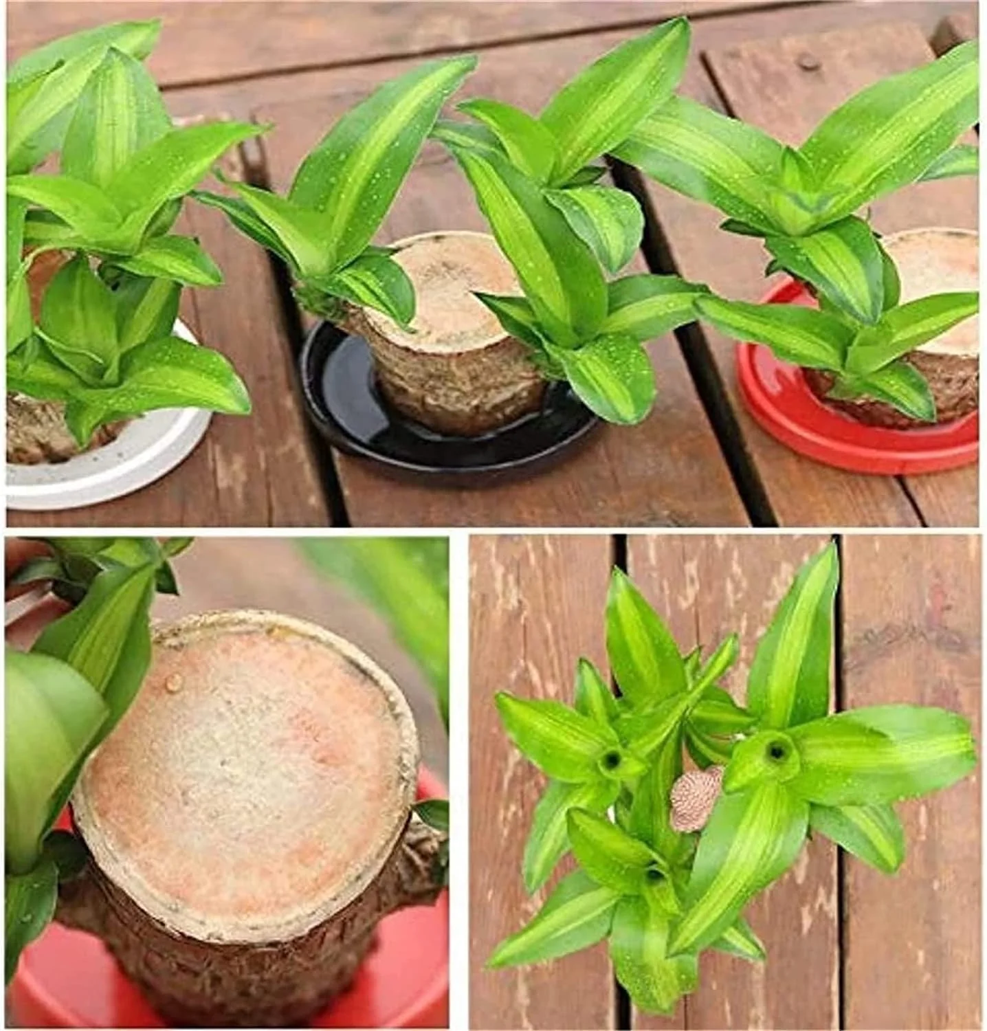 😌Lucky Brazil Wood Potted Plant🍀 Buy 1 Get 1 Free - Image 8