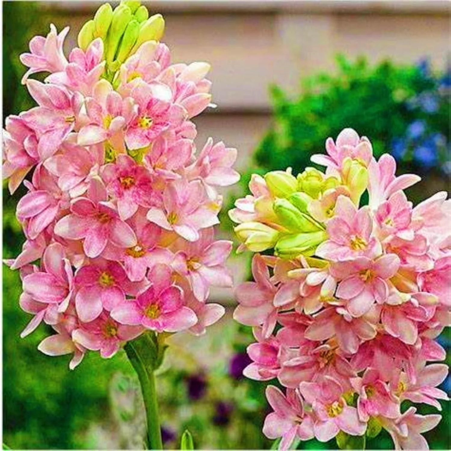 Afflorance Tuberose Bulbs (Buy 1 Get 1 Free) - Image 3