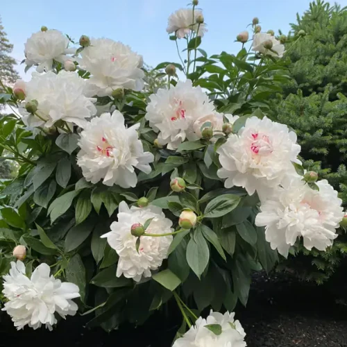 🌸 Premium 100 Flower Seeds Pack + FREE Plant Growth Booster! 🌱 - Image 11