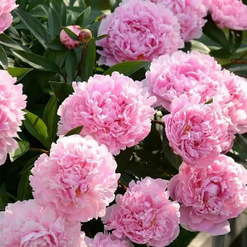 🌸 Premium 100 Flower Seeds Pack + FREE Plant Growth Booster! 🌱 - Image 8